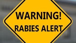 Officials urging caution after person comes into contact with rabid dog in Hall County — East Cobb Health news